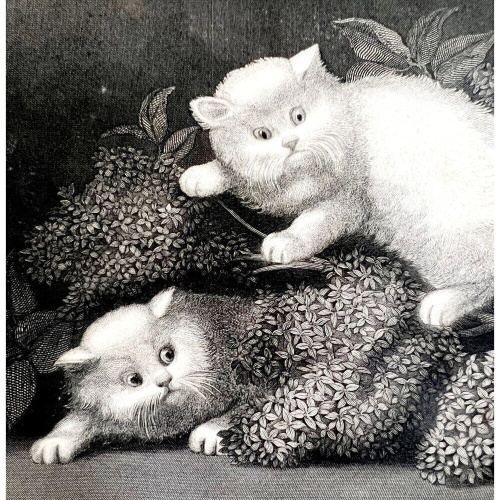 The Kittens Beautiful White Cats Steel Engraving 1859 Victorian Art DWY5D